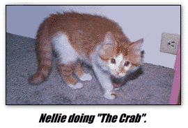 Nellie doing 'The Crab'.